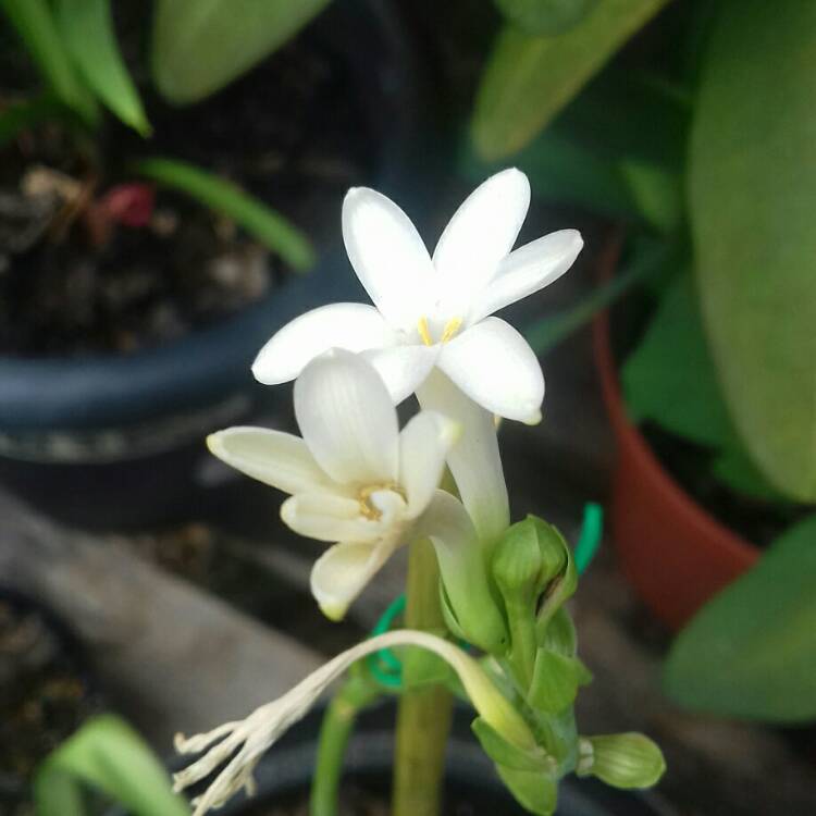 Plant image Polianthes tuberosa