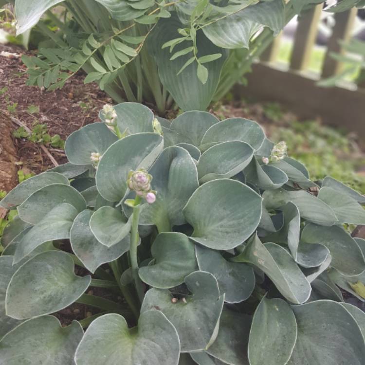 Plant image Hosta 'Blue Mouse Ears'