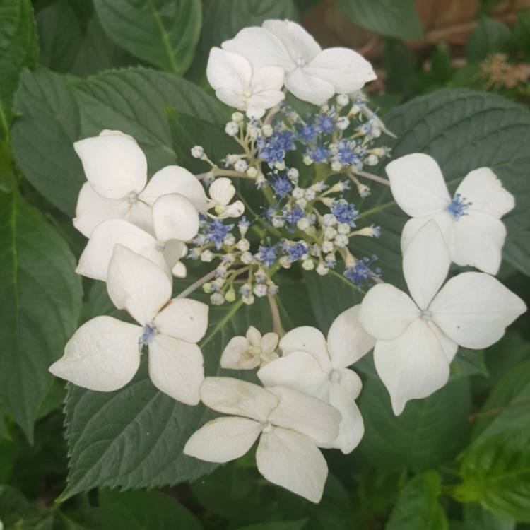 Plant image Hydrangea macrophylla 'Lanarth White'