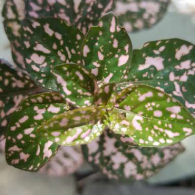 Polka Dot Plant 'Pink Splash'