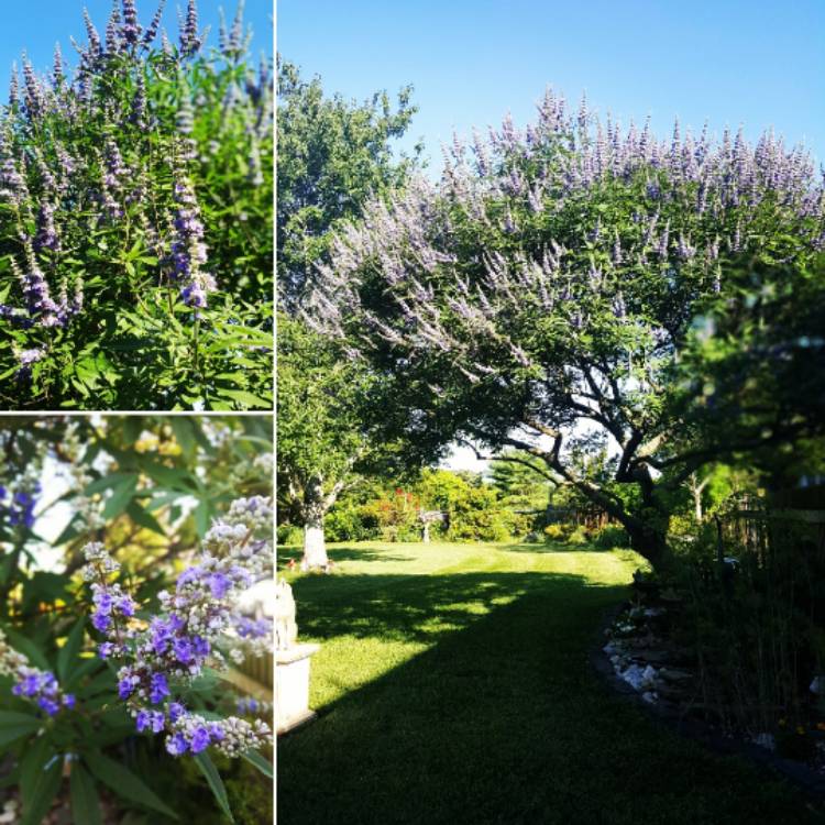 Plant image Vitex agnus-castus