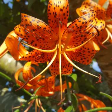 Lily (Species) Turk's Cap Lily