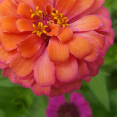 Zinnia 'Profusion Orange'