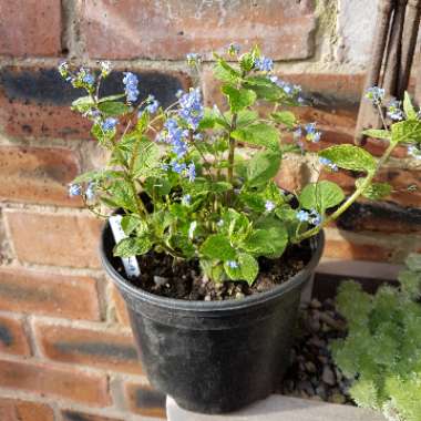 Siberian Bugloss 'Jack Frost'