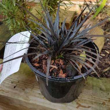 Black Mondo Grass 'Nigrescens'