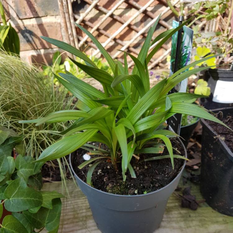 Plant image Liriope muscari 'Variegata'