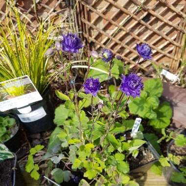 Columbine 'Blue Barlow'