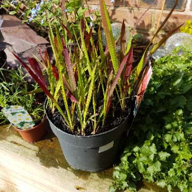 Japanese Blood Grass 'Rubra'