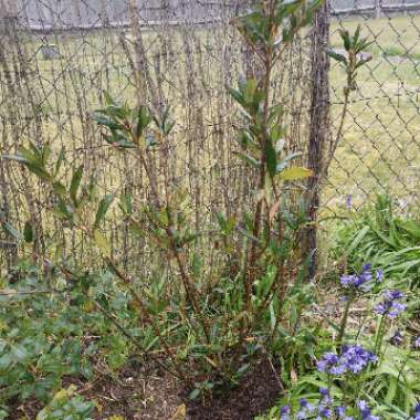 Crinodendron hookerianum syn. Tricuspidaria hookerianum