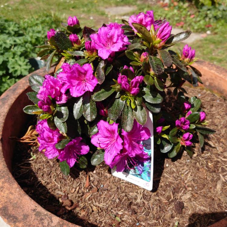 Plant image Rhododendron Japonica 'Koningsstein'