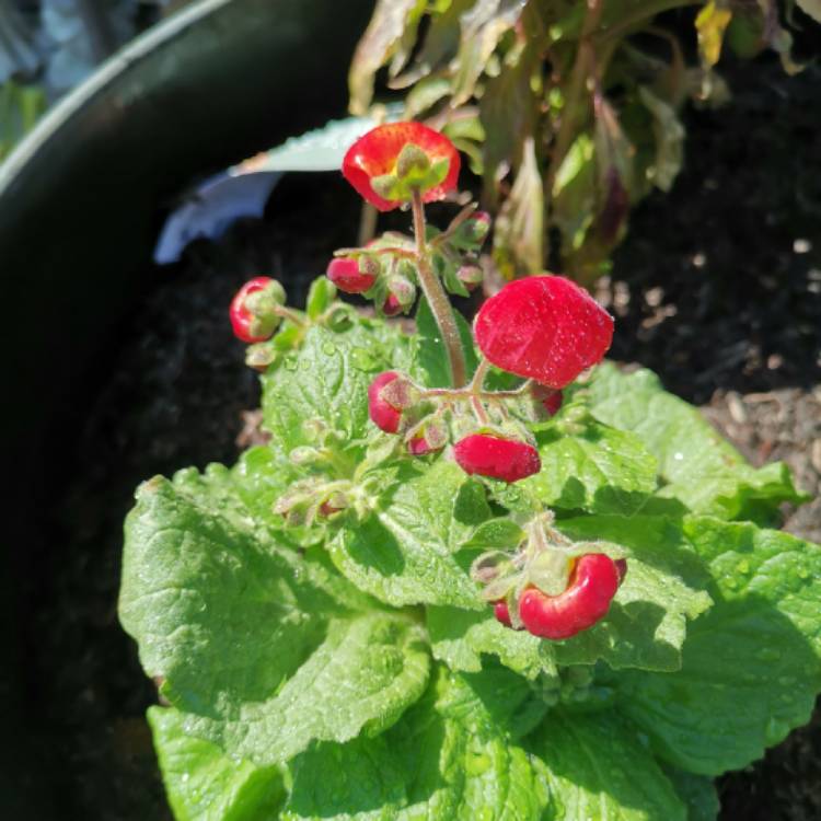 Plant image Calceolaria integrifolia