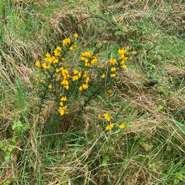 Gorse