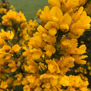 Gorse