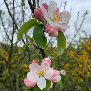 Cara's garden