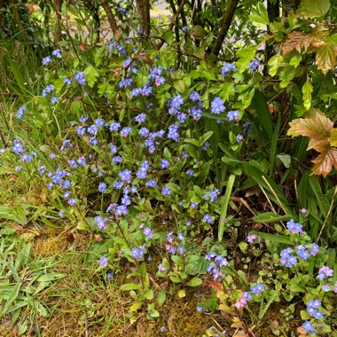 Cara's garden