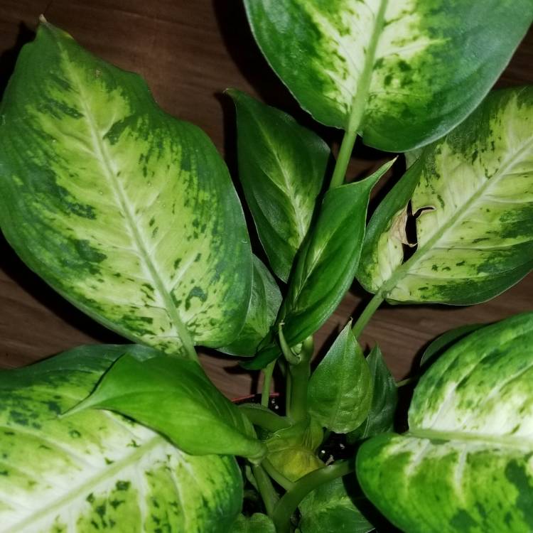 Plant image Dieffenbachia amoena 'Tropic Snow'