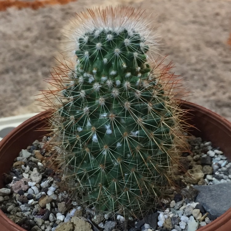 Plant image Mammillaria microhelia syn. Mammillaria droegeana, Mammillaria microheliopsis