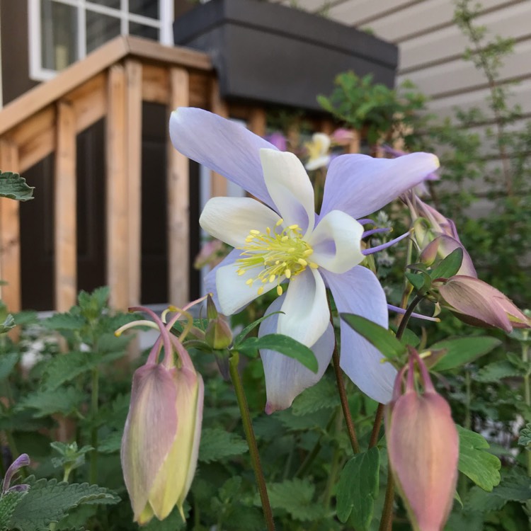 Plant image Aquilegia 'Songbird' (Songbird Series)