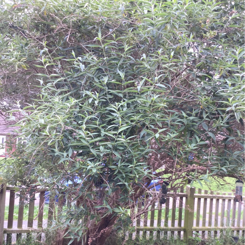 Butterfly Bush 'Nanho Purple'