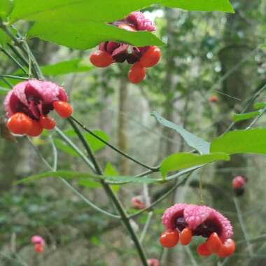 Chinese spindle tree