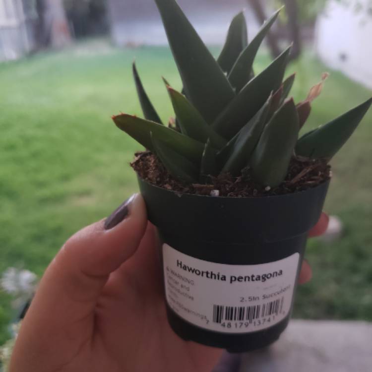 Plant image Haworthia pentagona