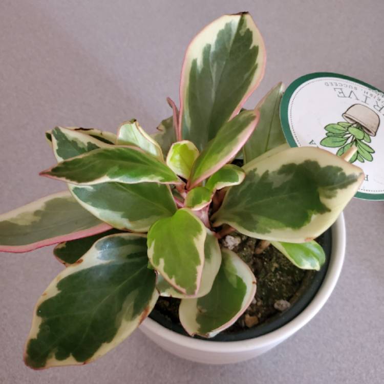 Plant image Peperomia clusiifolia 'Jellie'