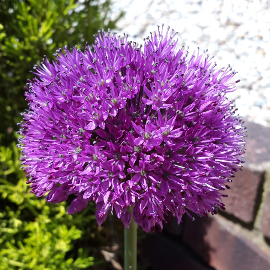 Allium 'Purple Sensation'