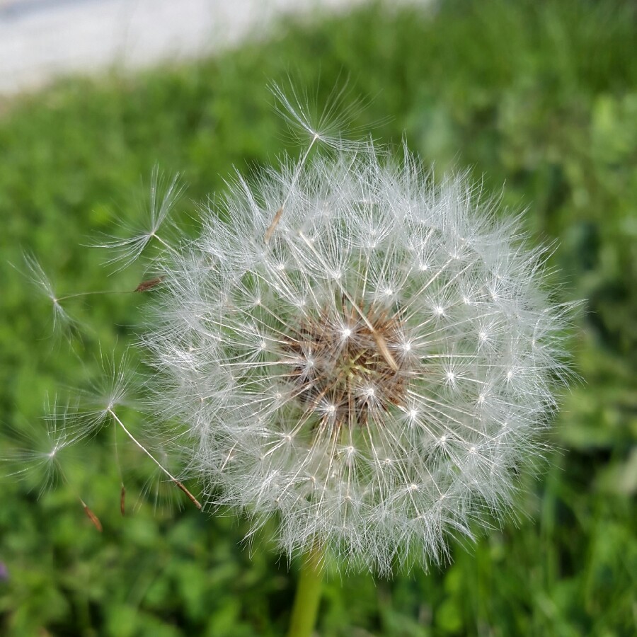 Dandelion