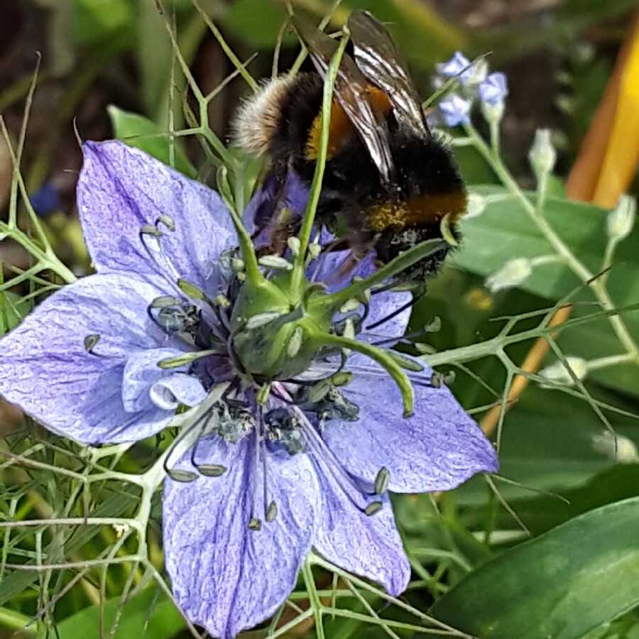 Love-in-a-mist