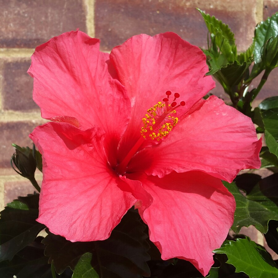 Tropical Hibiscus