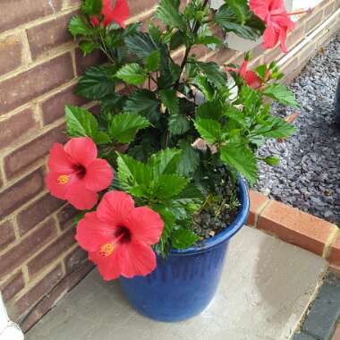 Tropical Hibiscus