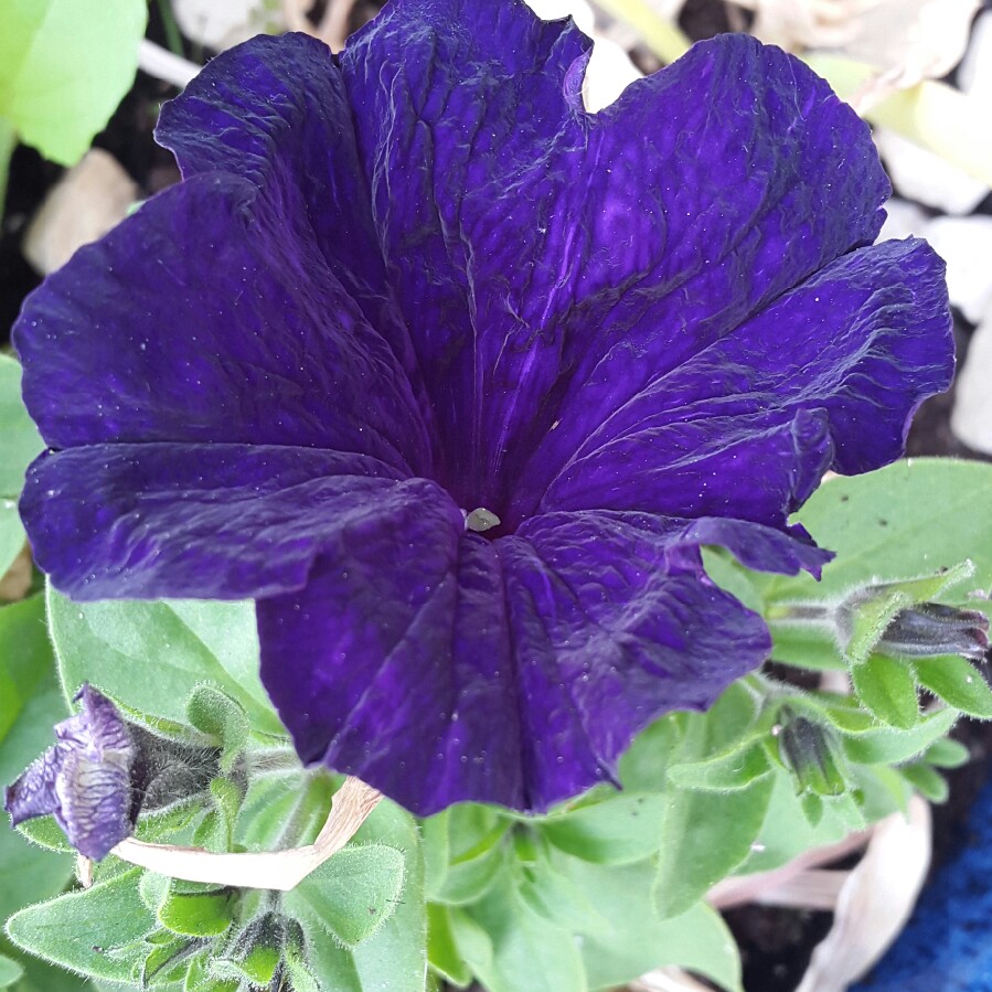 Petunia