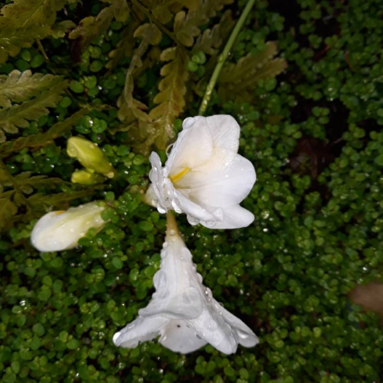 Plant image Freesia leichtlinii subsp. alba syn. Freesia alba