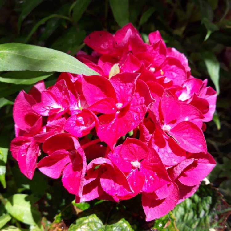 Plant image Hydrangea macrophylla 'Cocktail' (Rendez-vous Series)