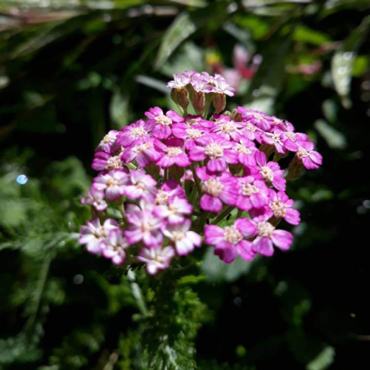 Plant image Achillea millefolium 'Lilac Beauty'