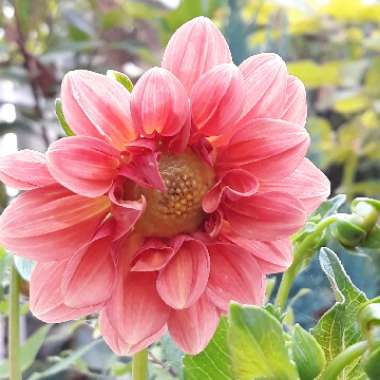 Border Dahlia