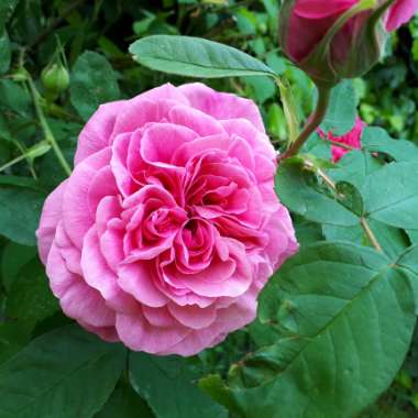 Rose 'Gertrude Jekyll' (Shrub)