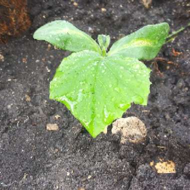 Cucumber 'Burpless'