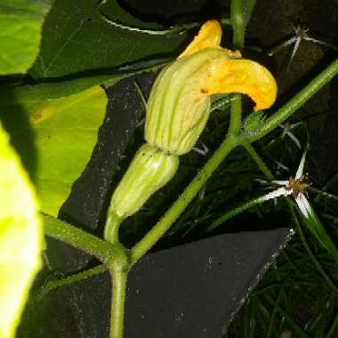 Butternut Squash