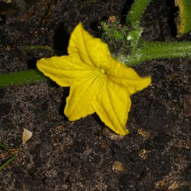 Cucumber 'Burpless'