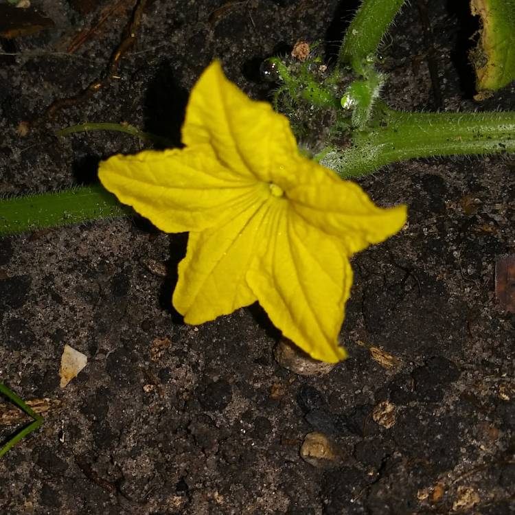 plant image 1188452