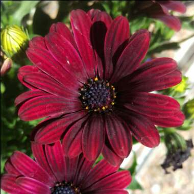 Osteospermum ecklonis