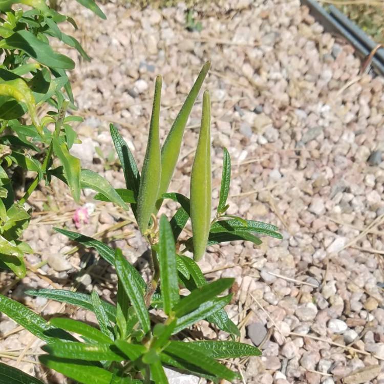 Plant image Asclepias tuberosa 'Hello Yellow'