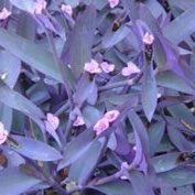 Purple-Heart Spiderwort 'Purpurea'