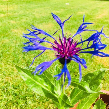 Centaurea