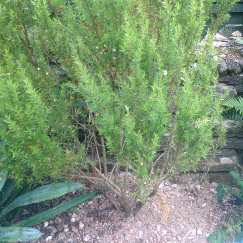 Plant image Leptospermum