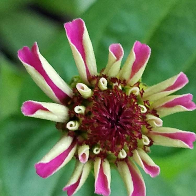 Plant image Zinnia elegans 'Purple Prince'