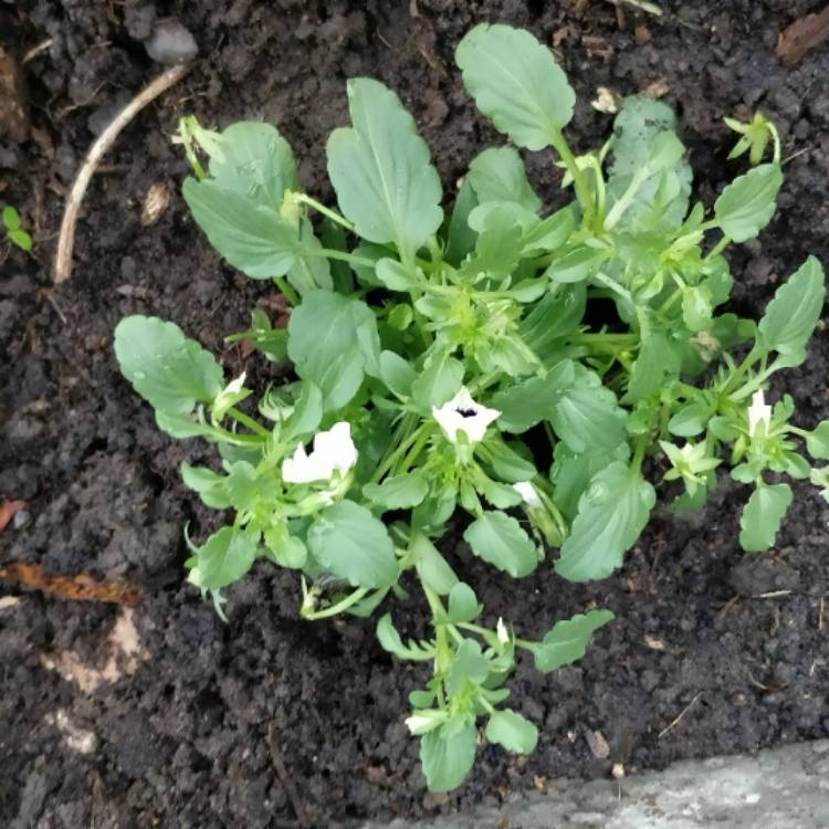 Plant image Viola Cornuta sorbet XP 'White Blotch'