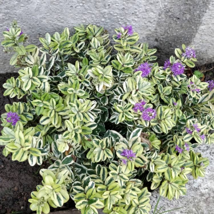 Plant image Hebe 'Silver Queen' syn. Hebe elliptica 'Variegata'