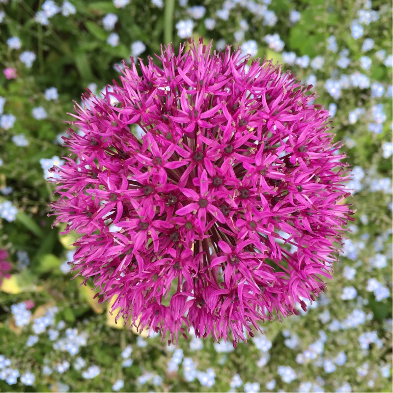 Allium